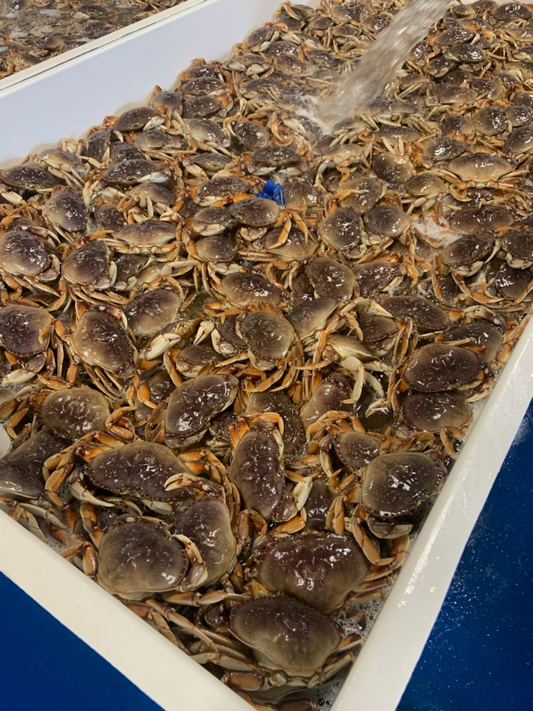Singapore Chili Crab + Buns